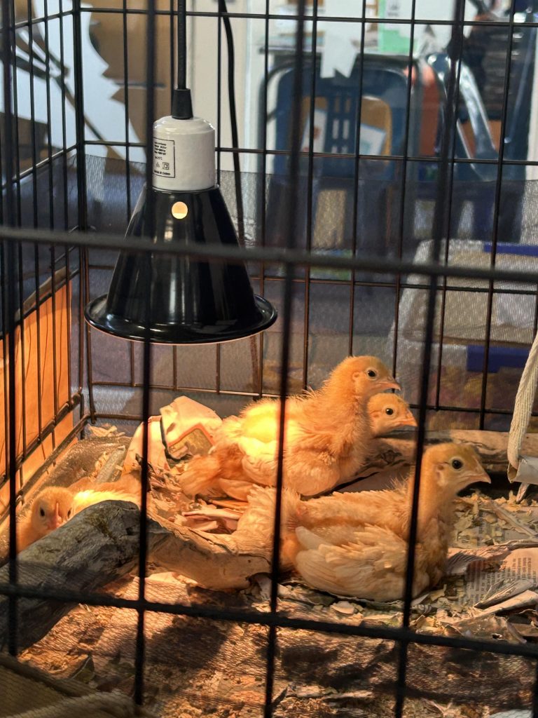 IMG_7791